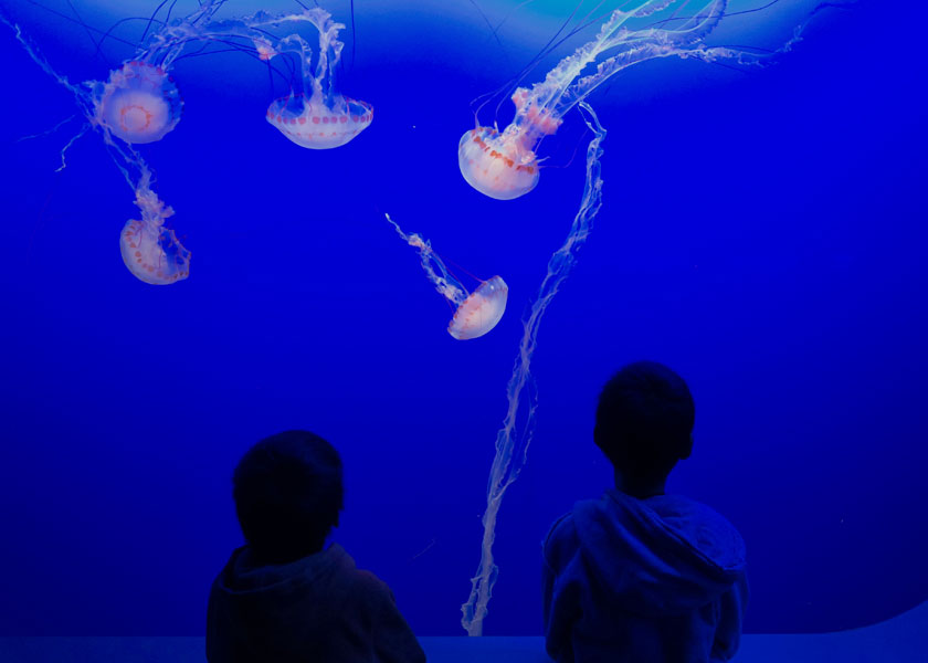 Jellyfish display at the Tennessee Aquarium