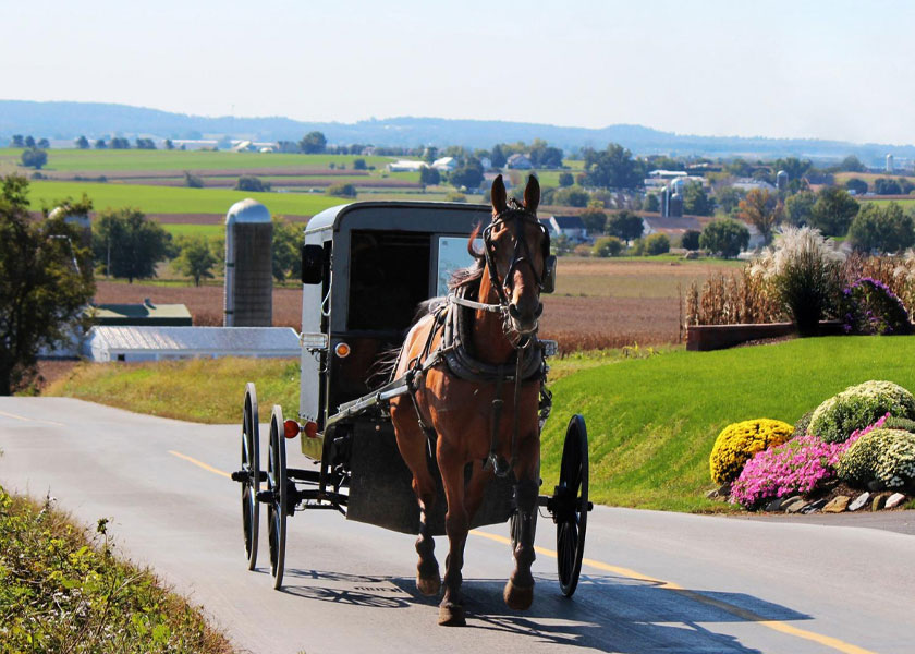 An Amish buggy rides by farms in the beautiful Amish Country