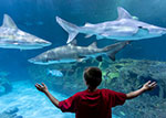 NC Aquarium at Manteo thumbnail