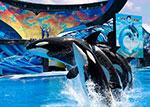 One Ocean Orca Show at Seaworld in Orlando thumbnail