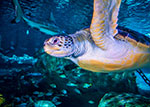 Ripleys Aquarium of the Smokies Sally the Sea Turtle thumbnail