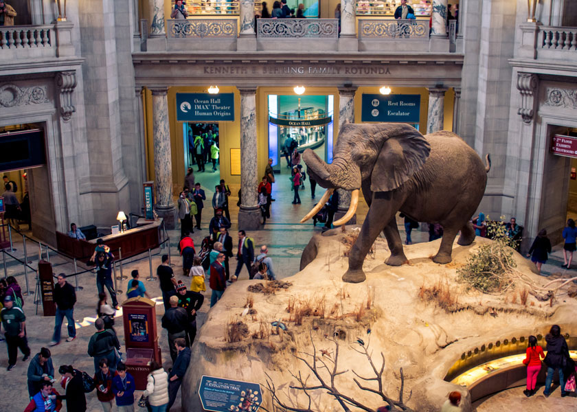 The Museum of Natural History at the Smithsonian